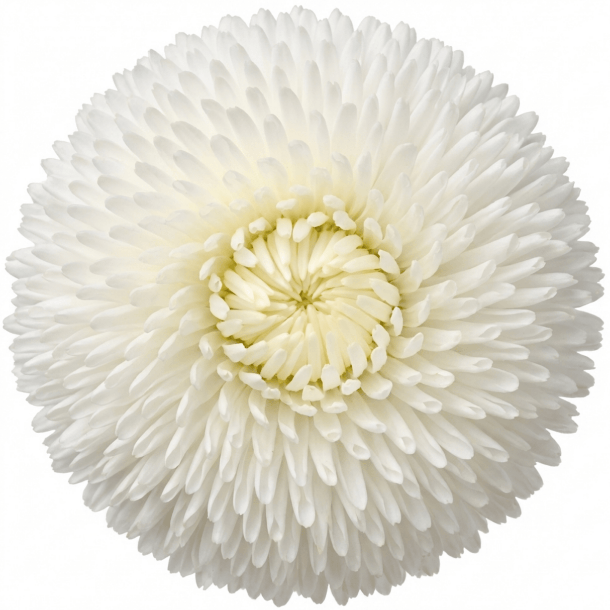 1 Bellis Habanera White English Daisy Plant, Outdoor Garden Ready, Spring & Autumn Bedding, 2Ltr Root-Ball - Frankton's
