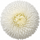 1 Bellis Habanera White English Daisy Plant, Outdoor Garden Ready, Spring & Autumn Bedding, 2Ltr Root-Ball - Frankton's