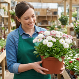 1 Bellis Habanera White English Daisy Plant, Outdoor Garden Ready, Spring & Autumn Bedding, 2Ltr Root-Ball - Frankton's