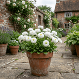 1 Bellis Habanera White English Daisy Plant, Outdoor Garden Ready, Spring & Autumn Bedding, 2Ltr Root-Ball - Frankton's