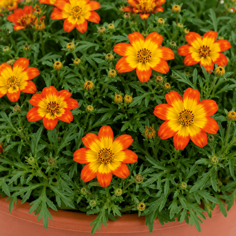 1 Bidens Taka Tuka Orange Yellow Brush, Outdoor Summer Flowering Bedding Plant, 21cm Root-Ball - Frankton's