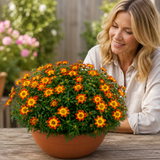 1 Bidens Taka Tuka Orange Yellow Brush, Outdoor Summer Flowering Bedding Plant, 21cm Root-Ball - Frankton's