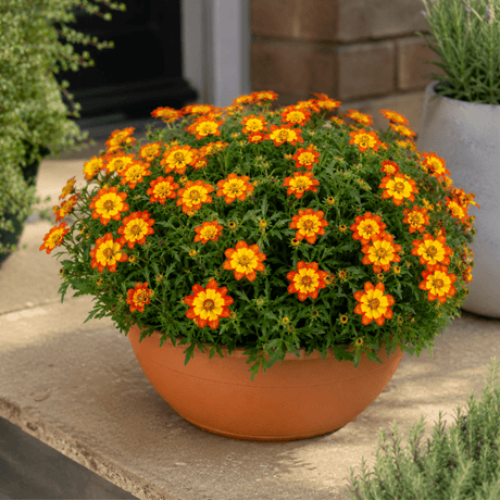 1 Bidens Taka Tuka Orange Yellow Brush, Outdoor Summer Flowering Bedding Plant, 21cm Root-Ball - Frankton's