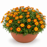 1 Bidens Taka Tuka Orange Yellow Brush, Outdoor Summer Flowering Bedding Plant, 21cm Root-Ball - Frankton's