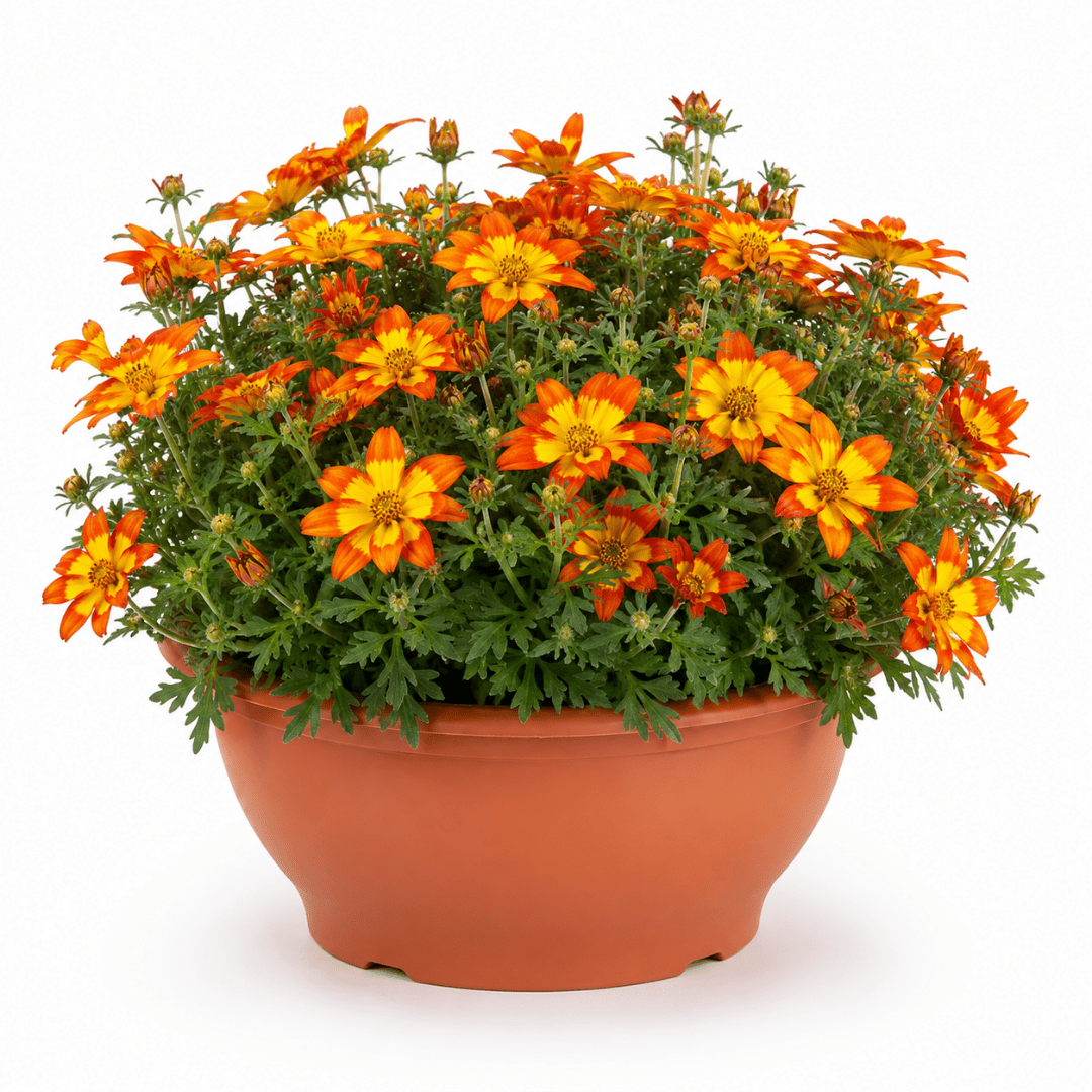 1 Bidens Taka Tuka Red Yellow Brush Trailing Plant, Bee Friendly Outdoor Summer Flowering, 21cm Root-ball - Frankton's