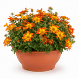 1 Bidens Taka Tuka Red Yellow Brush Trailing Plant, Bee Friendly Outdoor Summer Flowering, 21cm Root-ball - Frankton's