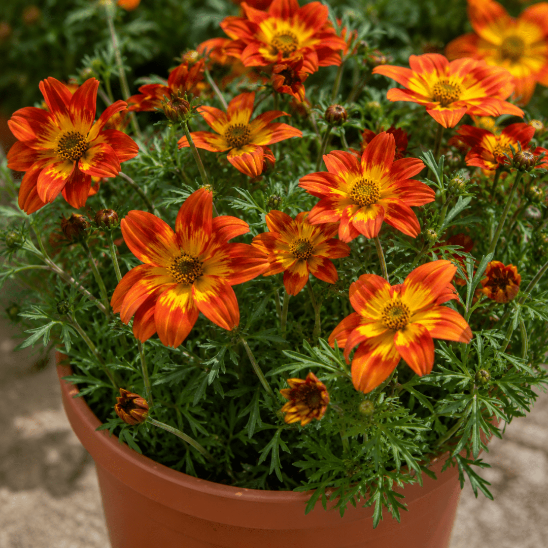1 Bidens Taka Tuka Red Yellow Brush Trailing Plant, Bee Friendly Outdoor Summer Flowering, 21cm Root-ball - Frankton's