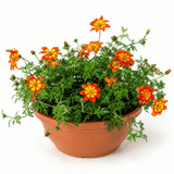 1 Bidens Taka Tuka Red Yellow Brush Trailing Plant, Bee Friendly Outdoor Summer Flowering, 21cm Root-ball - Frankton's
