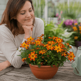 1 Bidens Taka Tuka Red Yellow Brush Trailing Plant, Bee Friendly Outdoor Summer Flowering, 21cm Root-ball - Frankton's