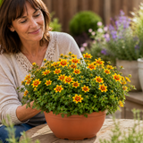 1 Bidens Taka Tuka Yellow Red Star, Summer Flowering Trailing Plant, Outdoor Garden Ready, 21cm Root-Ball - Frankton's