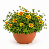 1 Bidens Taka Tuka Yellow Red Star, Summer Flowering Trailing Plant, Outdoor Garden Ready, 21cm Root-Ball - Frankton's