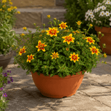 1 Bidens Taka Tuka Yellow Red Star, Summer Flowering Trailing Plant, Outdoor Garden Ready, 21cm Root-Ball - Frankton's