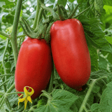 1 Brandy Boy Beefsteak Tomato Plant, Outdoor Garden Ready, High Yield Vegetable, 2Ltr Root Ball - Frankton's