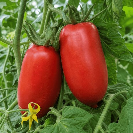 1 Brandy Boy Beefsteak Tomato Plant, Outdoor Garden Ready, High Yield Vegetable, 2Ltr Root Ball - Frankton's
