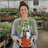 1 Brandy Boy Beefsteak Tomato Plant, Outdoor Garden Ready, High Yield Vegetable, 2Ltr Root Ball - Frankton's