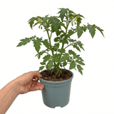 1 Brandy Boy Beefsteak Tomato Plant, Outdoor Garden Ready, High Yield Vegetable, 2Ltr Root Ball - Frankton's