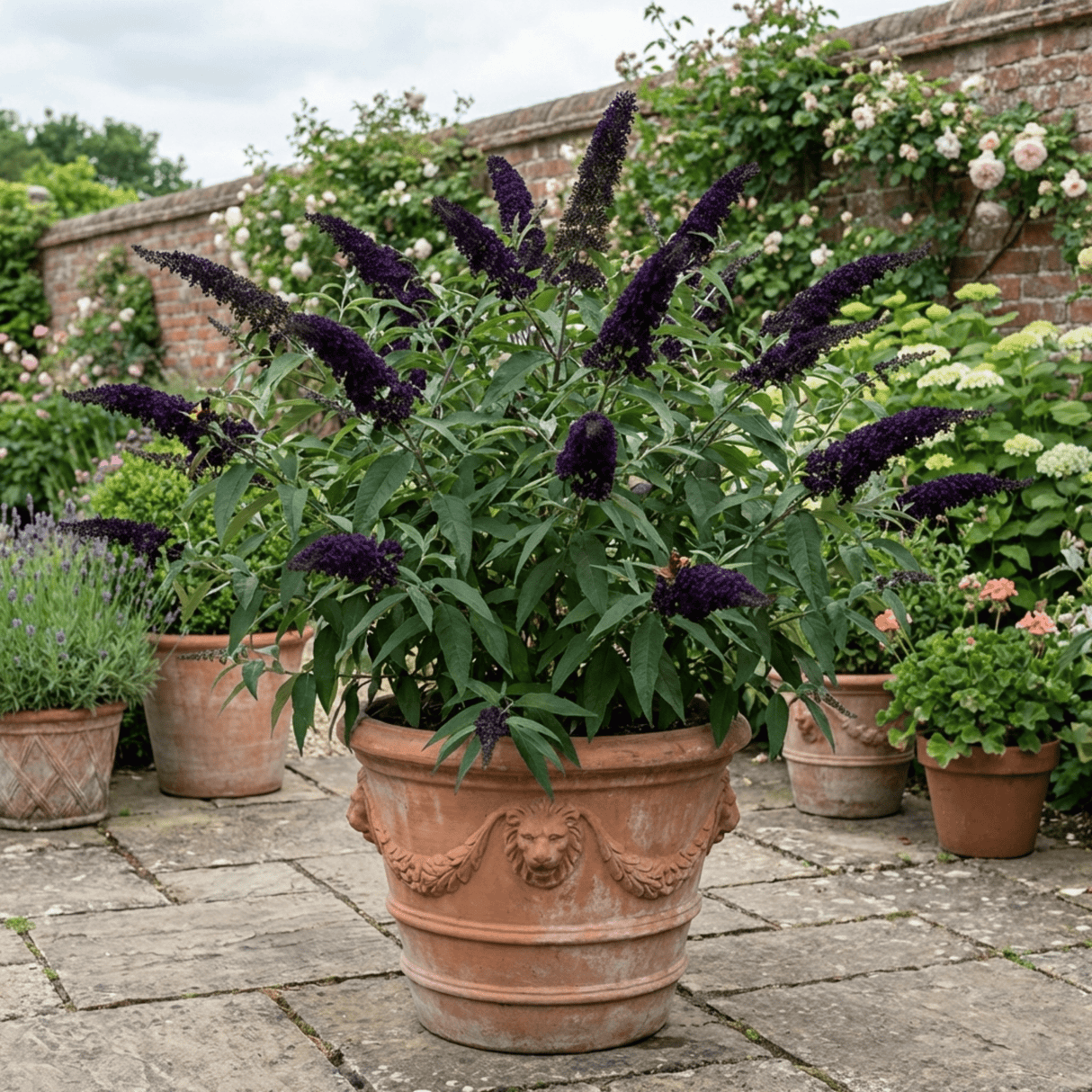 1 Buddleia Black Knight Plant, Purple Butterfly Bush, Hardy Outdoor Garden Shrub, 2L Root-Ball - Frankton's