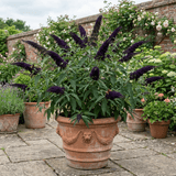 1 Buddleia Black Knight Plant, Purple Butterfly Bush, Hardy Outdoor Garden Shrub, 2L Root-Ball - Frankton's