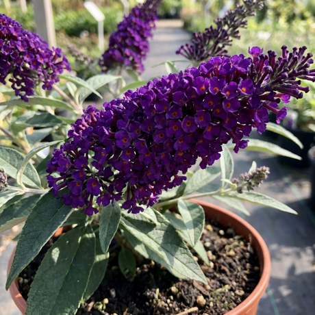 1 Buddleia Black Knight Plant, Purple Butterfly Bush, Hardy Outdoor Garden Shrub, 2L Root-Ball - Frankton's