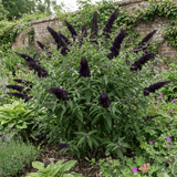 1 Buddleia Black Knight Plant, Purple Butterfly Bush, Hardy Outdoor Garden Shrub, 2L Root-Ball - Frankton's
