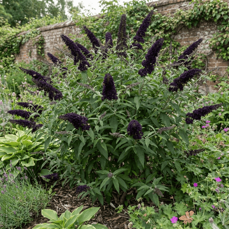 1 Buddleia Black Knight Plant, Purple Butterfly Bush, Hardy Outdoor Garden Shrub, 2L Root-Ball - Frankton's