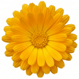 1 Calendula Fiesta Yellow Pot Marigold Plant, Spring & Autumn Bedding, Pollinator Friendly, 2 Litre Root Ball - Frankton's
