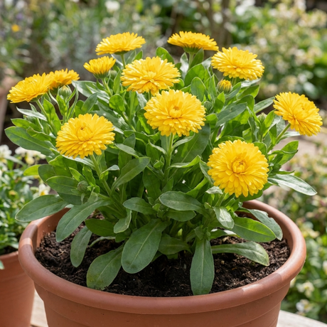 1 Calendula Fiesta Yellow Pot Marigold Plant, Spring & Autumn Bedding, Pollinator Friendly, 2 Litre Root Ball - Frankton's