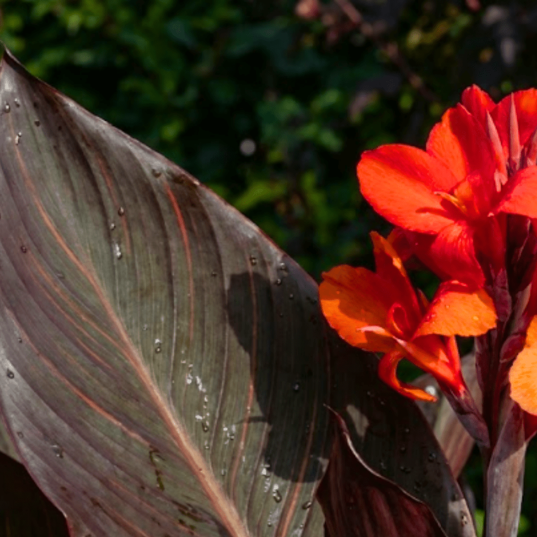 1 Canna Tropicanna Black Plant, Dark Leaf Canna Lily, Hardy Tropical Perennial, 3L Root Ball - Frankton's
