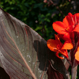 1 Canna Tropicanna Black Plant, Dark Leaf Canna Lily, Hardy Tropical Perennial, 3L Root Ball - Frankton's