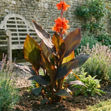 1 Canna Tropicanna Black Plant, Dark Leaf Canna Lily, Hardy Tropical Perennial, 3L Root Ball - Frankton's