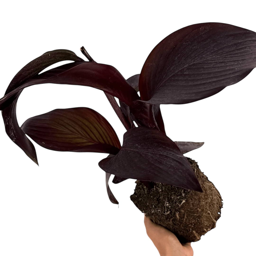 1 Canna Tropicanna Black Plant, Dark Leaf Canna Lily, Hardy Tropical Perennial, 3L Root Ball - Frankton's