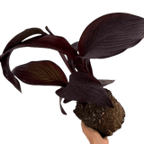 1 Canna Tropicanna Black Plant, Dark Leaf Canna Lily, Hardy Tropical Perennial, 3L Root Ball - Frankton's