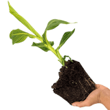 1 Canna Tropicanna Gold Plant, Hardy Tropical Perennial, Outdoor Garden Ready, 3 Litre Root Ball - Frankton's
