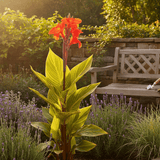 1 Canna Tropicanna Gold Plant, Hardy Tropical Perennial, Outdoor Garden Ready, 3 Litre Root Ball - Frankton's