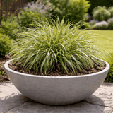 1 Carex Evercream Ornamental Grass Plant, Evergreen Hardy Perennial Sedge, 2 Litre Root Ball - Frankton's