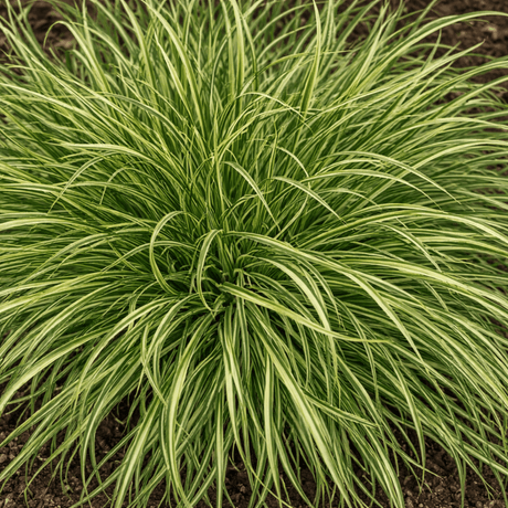 1 Carex Evercream Ornamental Grass Plant, Evergreen Hardy Perennial Sedge, 2 Litre Root Ball - Frankton's