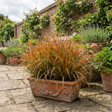 1 Carex Prairie Fire Evergreen Ornamental Grass, Hardy Perennial Garden Plant, 2 Litre Root Ball - Frankton's