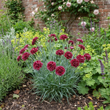 1 Carnation Capitan Colon Dianthus Plant, Summer Flowering Hardy Perennial, 2 Litre Root Ball - Frankton's