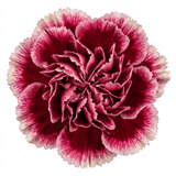 1 Carnation Capitan Colon Dianthus Plant, Summer Flowering Hardy Perennial, 2 Litre Root Ball - Frankton's