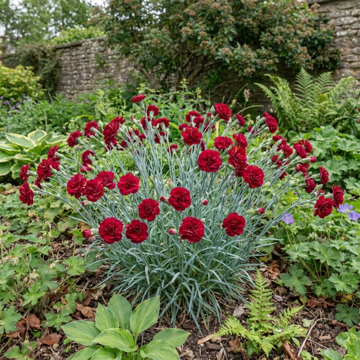 1 Carnation Capitan Cook Dianthus Plant, Fragrant Summer Flowering Hardy Perennial, 2Ltr Root Ball - Frankton's