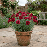 1 Carnation Capitan Cook Dianthus Plant, Fragrant Summer Flowering Hardy Perennial, 2Ltr Root Ball - Frankton's