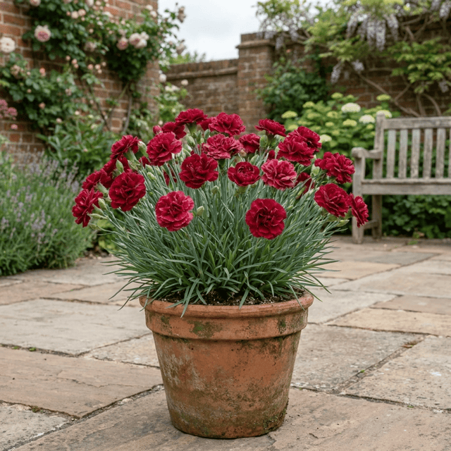 1 Carnation Capitan Cook Dianthus Plant, Fragrant Summer Flowering Hardy Perennial, 2Ltr Root Ball - Frankton's