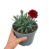 1 Carnation Capitan Cook Dianthus Plant, Fragrant Summer Flowering Hardy Perennial, 2Ltr Root Ball - Frankton's