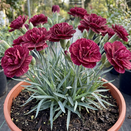 1 Carnation Capitan Diaz Dianthus Plant, Outdoor Hardy Summer Flowering Garden Perennial, 2Ltr Root-Ball - Frankton's