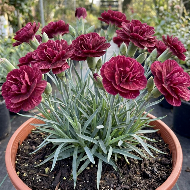 1 Carnation Capitan Diaz Dianthus Plant, Outdoor Hardy Summer Flowering Garden Perennial, 2Ltr Root-Ball - Frankton's