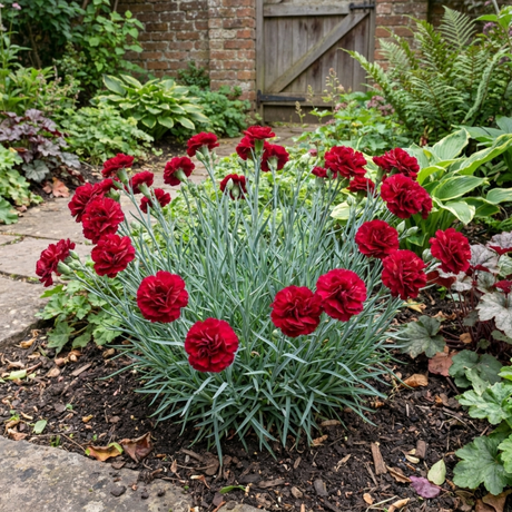 1 Carnation Capitan Diaz Dianthus Plant, Outdoor Hardy Summer Flowering Garden Perennial, 2Ltr Root-Ball - Frankton's
