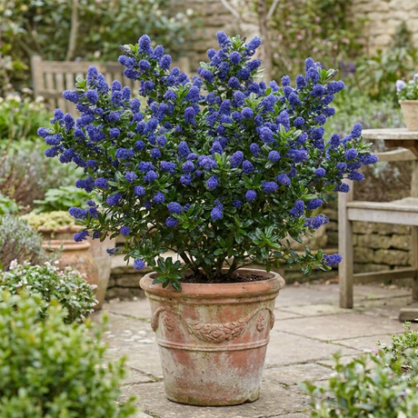 1 Ceanothus Concha, 7.5 Litre Californian Lilac, Blue Flowering Evergreen Shrub, Root-Ball - Frankton's