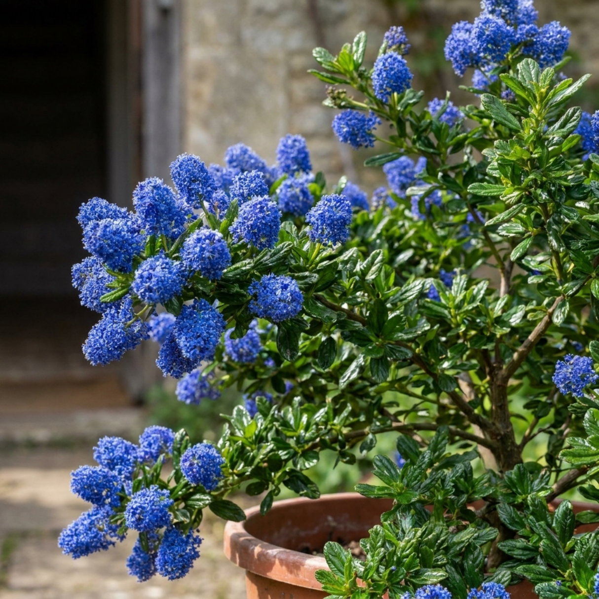 1 Ceanothus Concha, 7.5 Litre Californian Lilac, Blue Flowering Evergreen Shrub, Root-Ball - Frankton's