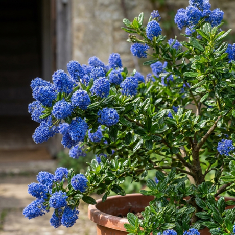 1 Ceanothus Concha, 7.5 Litre Californian Lilac, Blue Flowering Evergreen Shrub, Root-Ball - Frankton's