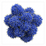 1 Ceanothus Concha, 7.5 Litre Californian Lilac, Blue Flowering Evergreen Shrub, Root-Ball - Frankton's